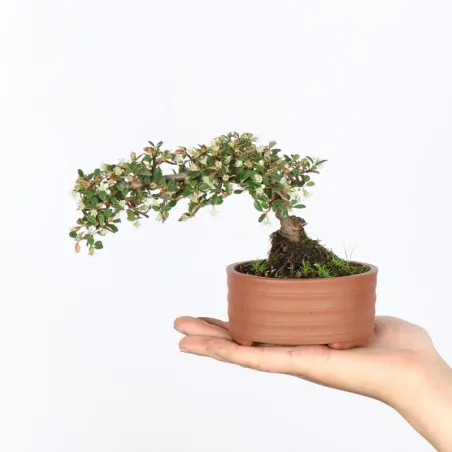 Bonsai Cotoneaster