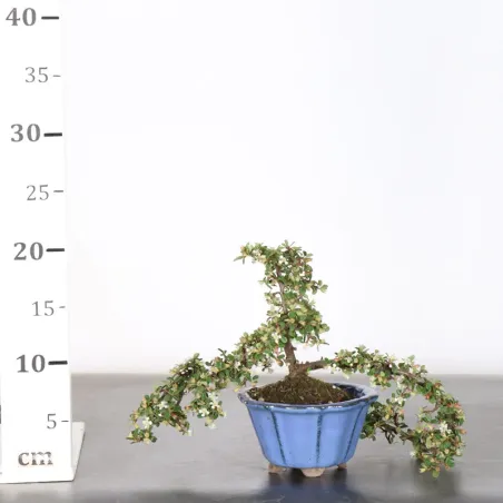 image supplémentaire - COTONEASTER "dammeri" 1-13