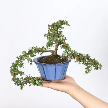 Bonsai Cotoneaster