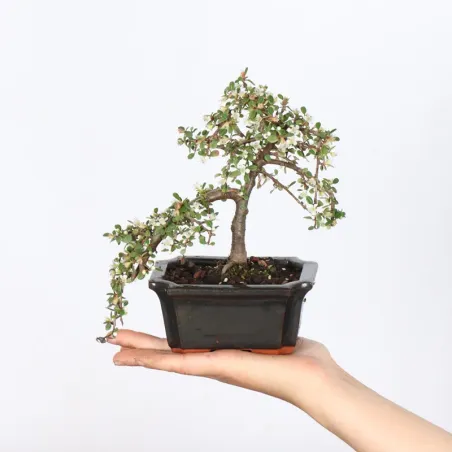 Bonsai Cotoneaster
