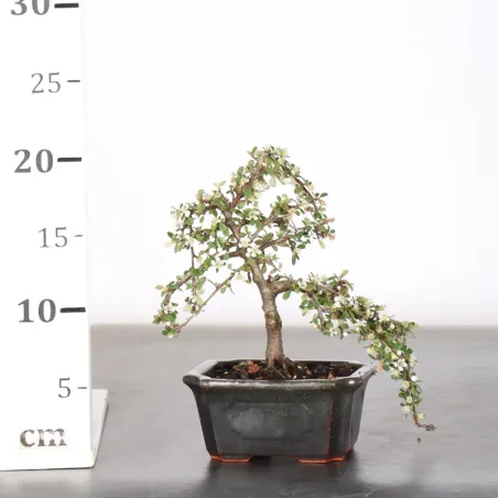 image supplémentaire - COTONEASTER "dammeri" 1-14