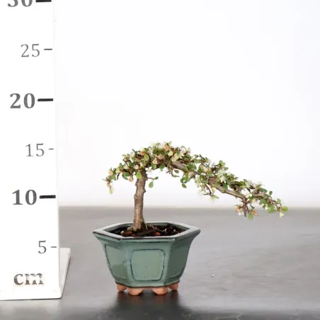 image supplémentaire - COTONEASTER "dammeri" 1-15