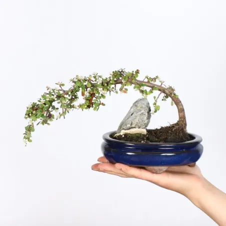 Bonsai Cotoneaster
