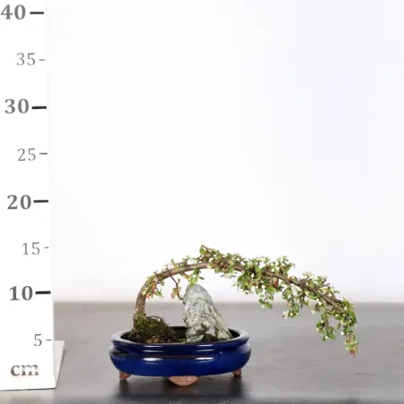 image supplémentaire - COTONEASTER "dammeri" 1-16