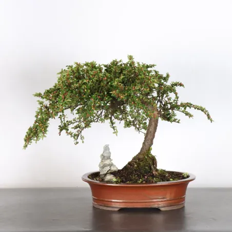 image supplémentaire - COTONÉASTER "HORIZONTALIS" 2-1