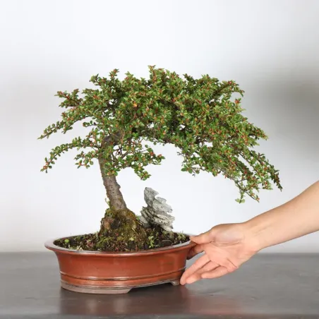 Bonsai Cotoneaster