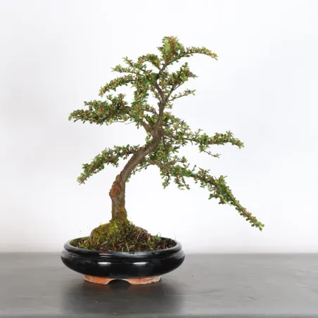 Bonsai Cotoneaster