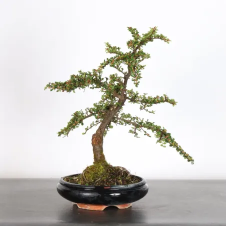 image supplémentaire - COTONÉASTER "HORIZONTALIS" 2-2