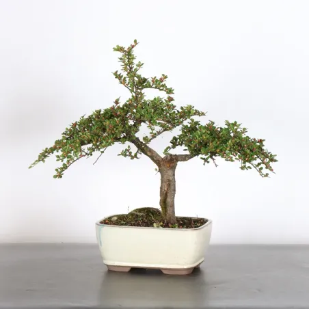 Bonsai Cotoneaster