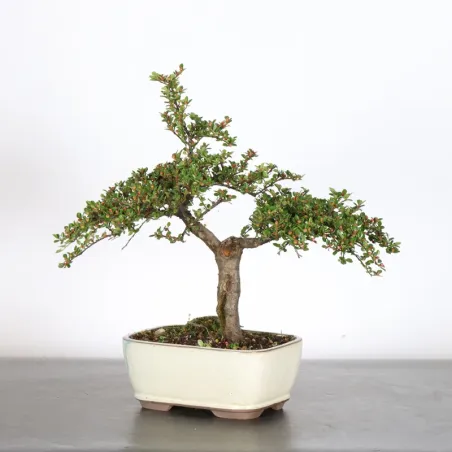 image supplémentaire - COTONÉASTER "HORIZONTALIS" 2-3