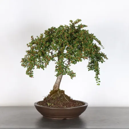 Bonsai Cotoneaster