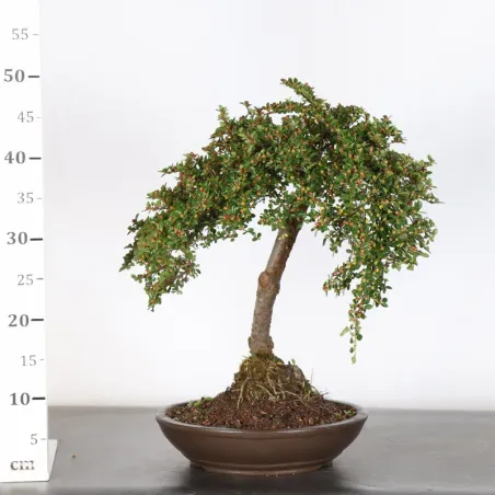 image supplémentaire - COTONÉASTER "HORIZONTALIS" 2-4