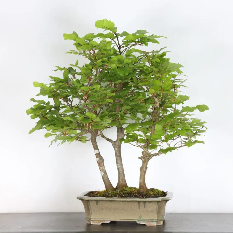 BEECH FOREST "FAGUS SYLVATICA" 2-3
