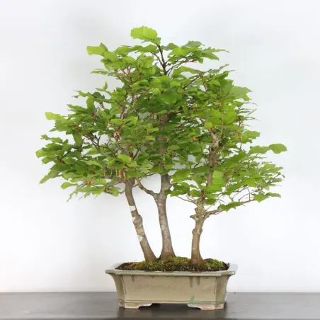 BEECH FOREST "FAGUS SYLVATICA" 2-3