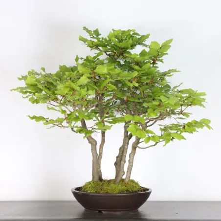 BEECH FOREST "FAGUS SYLVATICA" 2-4