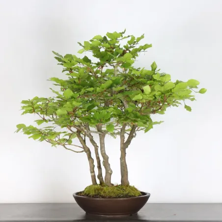 image supplémentaire - FORÊT DE HÊTRE "FAGUS...