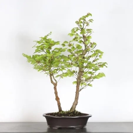 image supplémentaire - HÊTRE "FAGUS SYLVATICA" 1-9