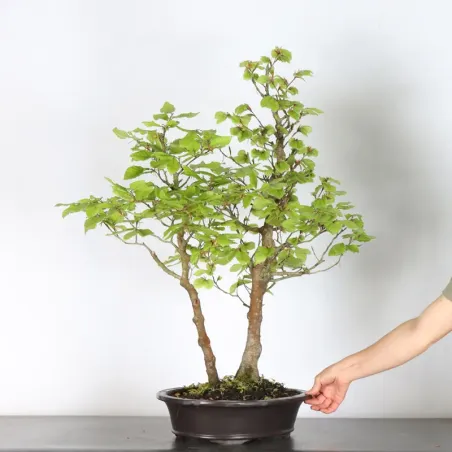 Bonsai Beech H-1-9