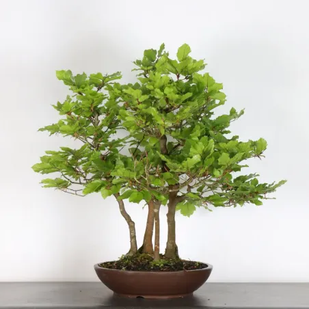 BEECH "FAGUS SYLVATICA" 1-10