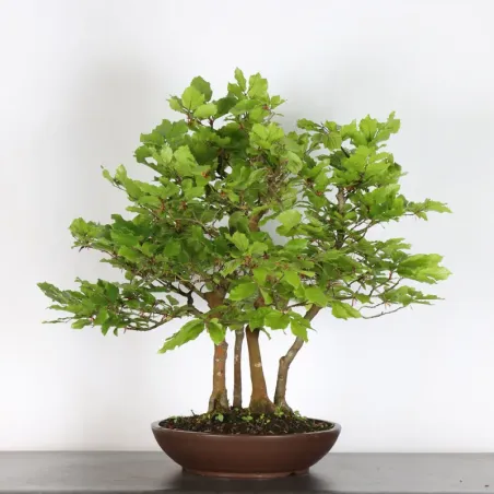 image supplémentaire - HÊTRE "FAGUS SYLVATICA" 1-10