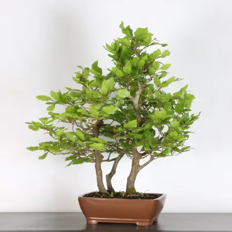 Beech "fagus sylvatica" 1-12