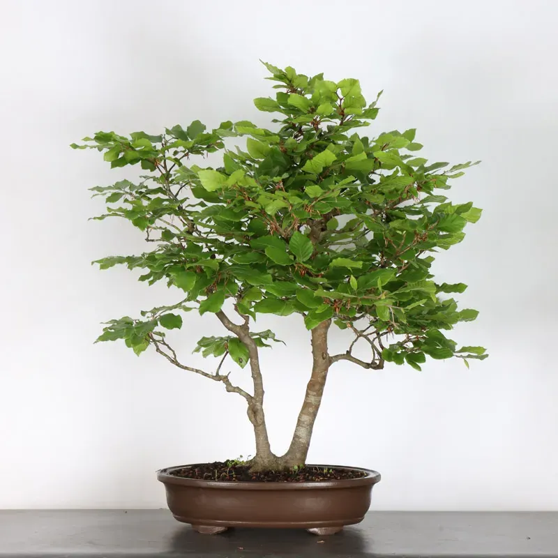 image supplémentaire - HÊTRE "FAGUS SYLVATICA" 1-13