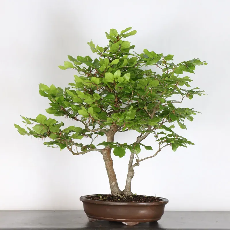 HÊTRE "FAGUS SYLVATICA" 1-13