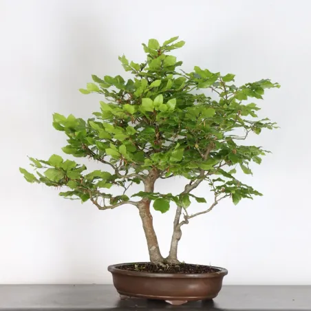 HÊTRE "FAGUS SYLVATICA" 1-13