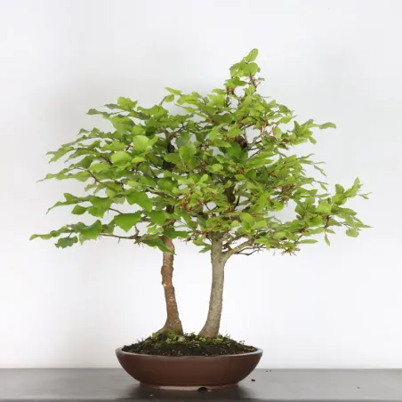 HÊTRE "FAGUS SYLVATICA" 1-14