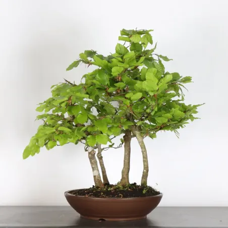 FORÊT DE HÊTRE "FAGUS SYLVATICA" 2-1