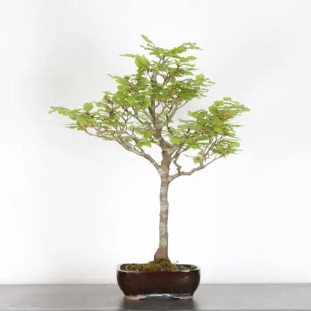 Bonsai Hêtre H-1-9