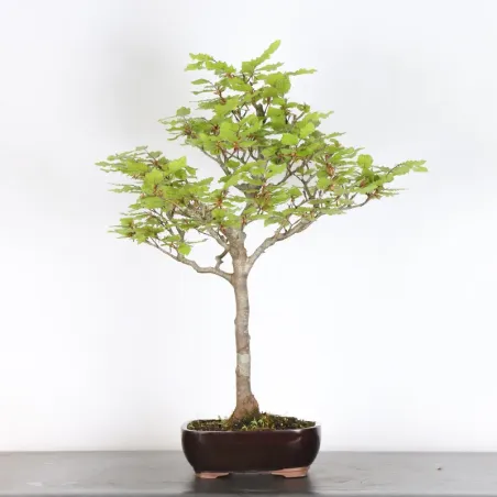 image supplémentaire - HÊTRE "FAGUS SYLVATICA" 2-8...