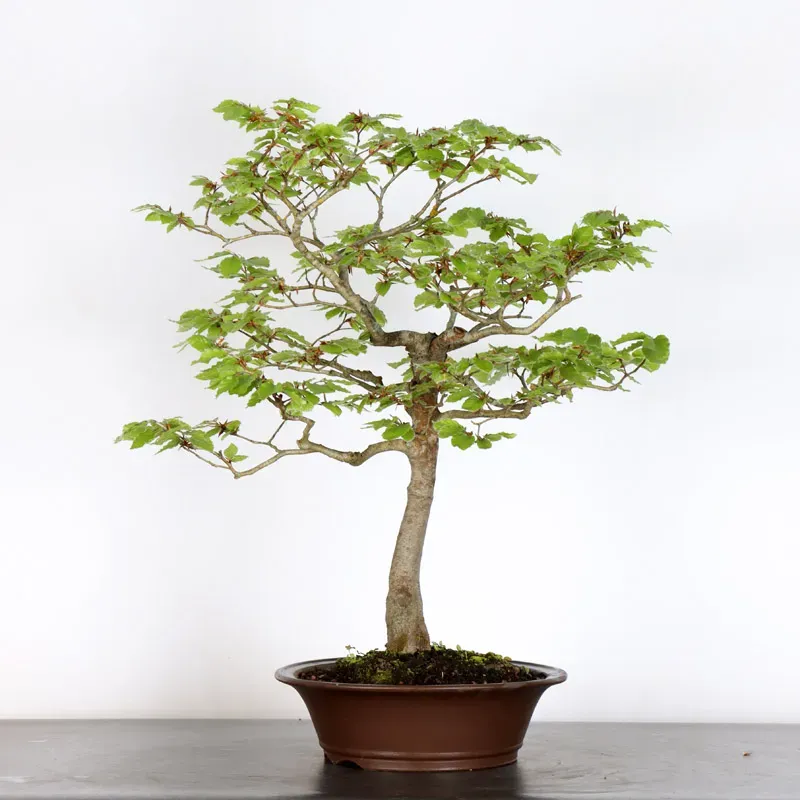 image supplémentaire - HÊTRE "FAGUS SYLVATICA" 2-9