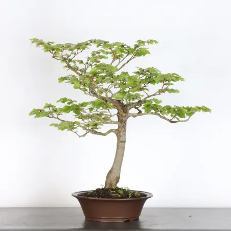 Bonsai Hêtre H-1-9