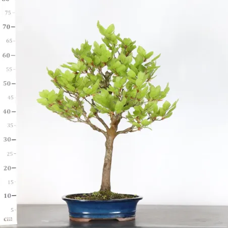image supplémentaire - BEECH "FAGUS SYLVATICA" 2-10