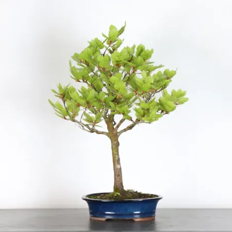 Bonsai Beech H-1-9