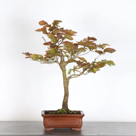 Bonsai Beech H-1-9