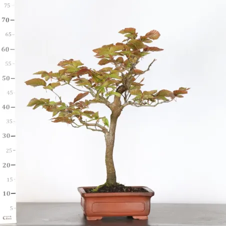 image supplémentaire - HÊTRE POURPRE "FAGUS...