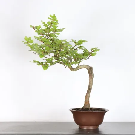 Bonsai Hêtre H-1-9
