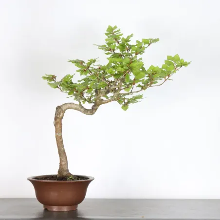 image supplémentaire - HÊTRE "FAGUS SYLVATICA" 2-7