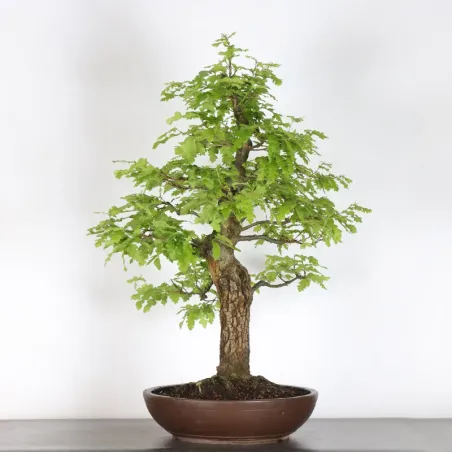 image supplémentaire - Chêne "quercus cerris" 2-10