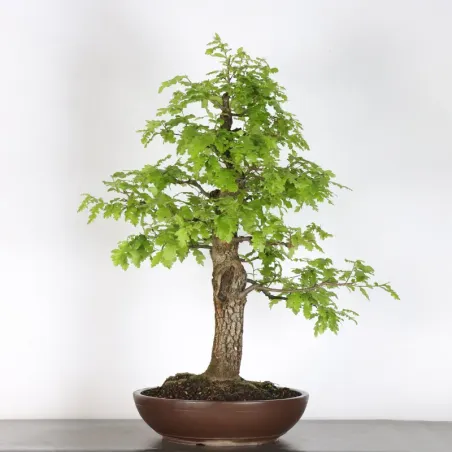 Chêne "quercus cerris" 2-10