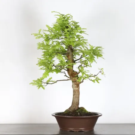 OAK "QUERCUS CERRIS" 3-6