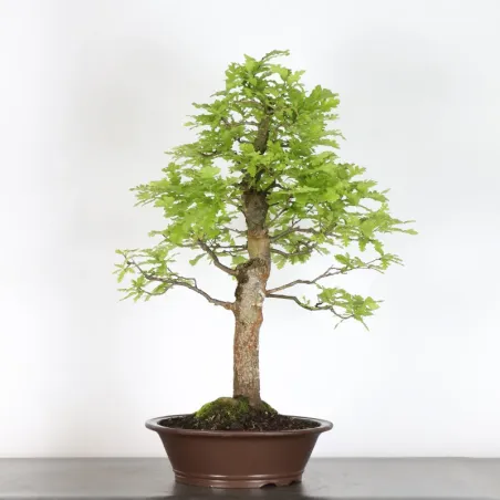 image supplémentaire - CHÊNE "QUERCUS CERRIS" 3-6