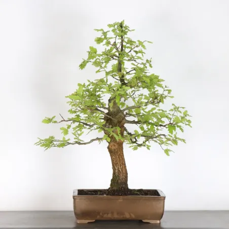 CHÊNE "QUERCUS CERRIS" 3-8