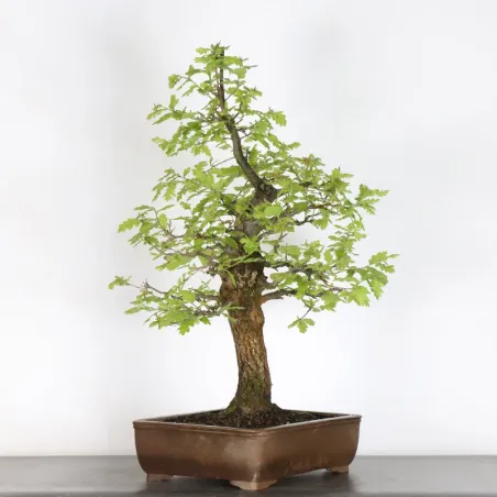 image supplémentaire - CHÊNE "QUERCUS CERRIS" 3-8