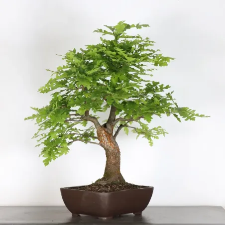 Bonsaï chêne pédonculé (Quercus Robur)  CHR-4-5