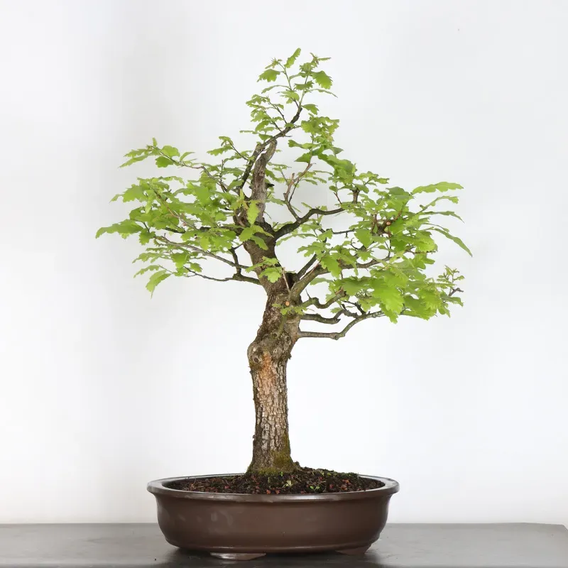image supplémentaire - CHÊNE "QUERCUS CERRIS" 4-6