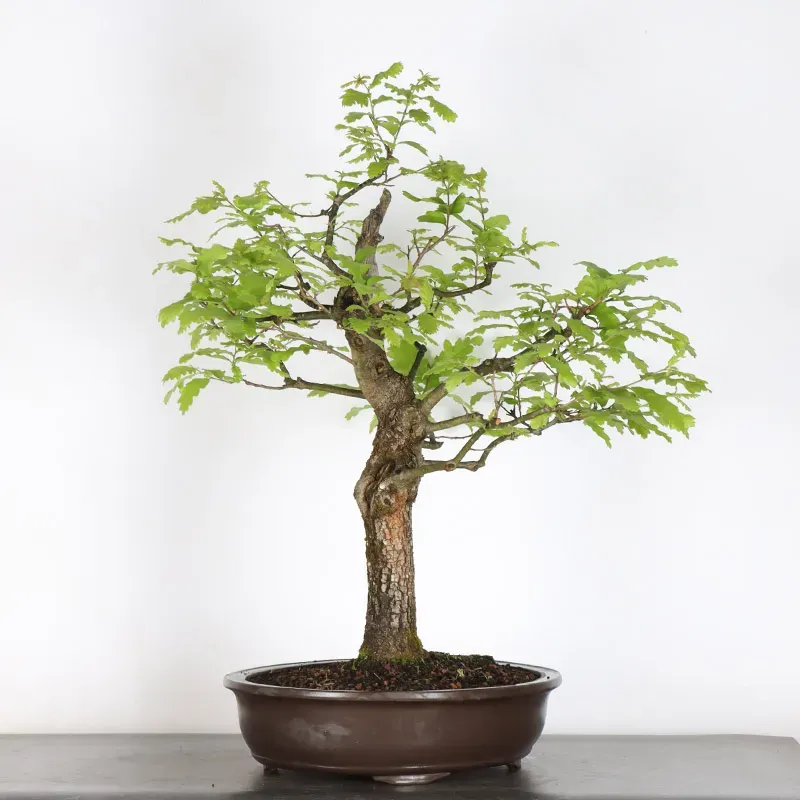 CHÊNE "QUERCUS CERRIS" 4-6