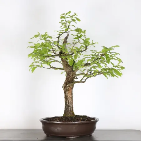 Oak "quercus cerris" 4-6